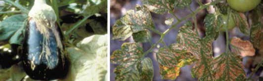 Patlıcanda ve Domateste Thrips zararı.